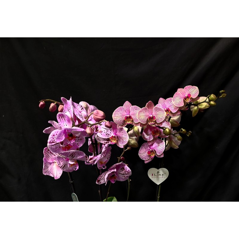 ORQUIDEA FUCSIA O MORADA