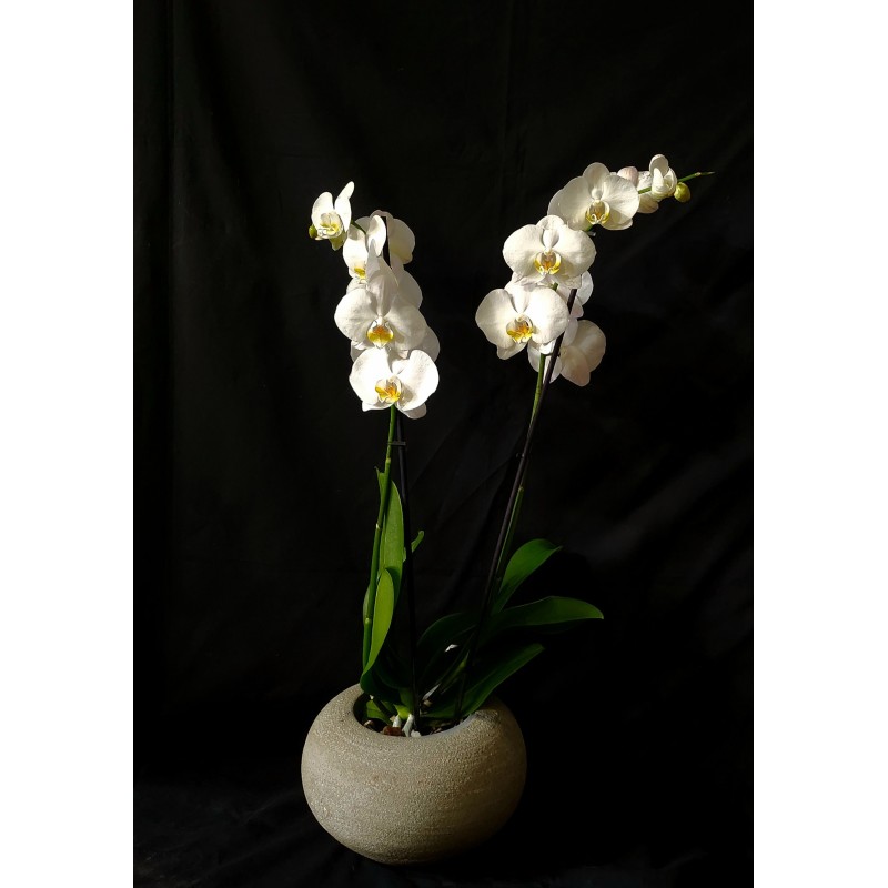 ORQUIDEA BLANCA DE DOS VARAS