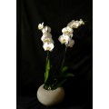 ORQUIDEA BLANCA DE DOS VARAS