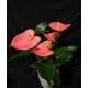 ANTHURIUM ROSA