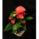ANTHURIUM ROJO