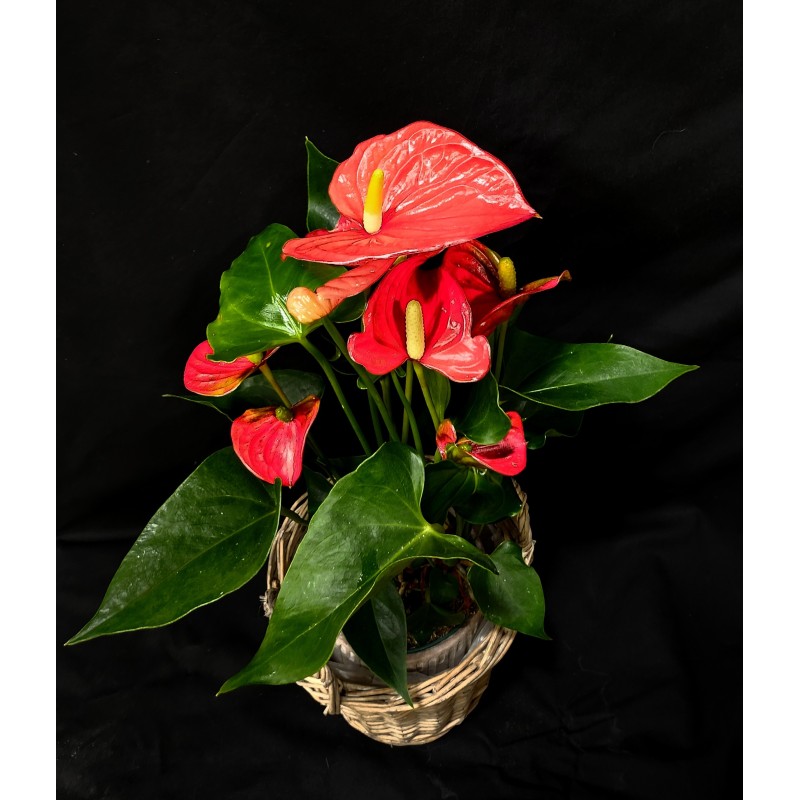 ANTHURIUM ROJO
