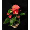 ANTHURIUM ROJO