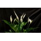 SPATHIPHYLLUM