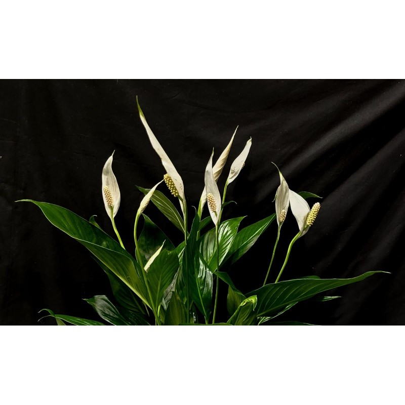 SPATHIPHYLLUM