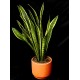 SANSEVIERIA
