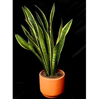 SANSEVIERIA