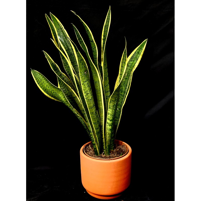 SANSEVIERIA