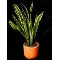 SANSEVIERIA