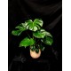 MONSTERA