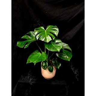 MONSTERA